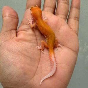IMG_9438 leopard gecko aptor ct baby