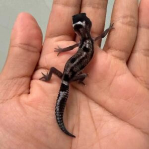 IMG_9447 gecko mack snow jungle black night cross baby