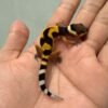 emerine cross poss giant baby gecko