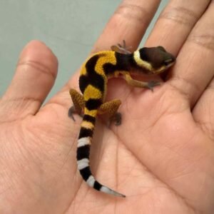 IMG_9450 emerine cross poss giant baby gecko