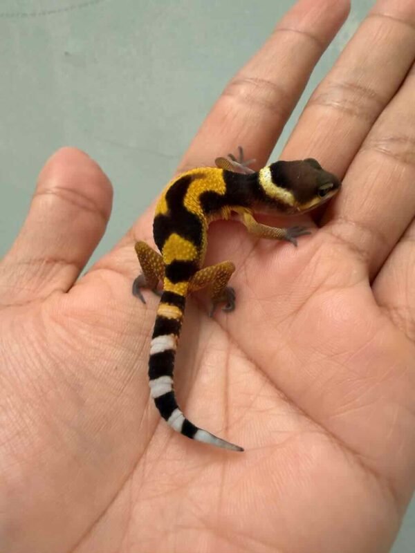 emerine cross poss giant baby gecko