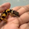 Emerine Cross poss Giant - incub Betina - R260963
