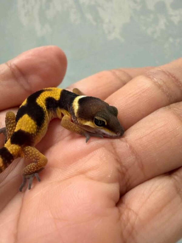 Emerine Cross poss Giant - incub Betina - R260963