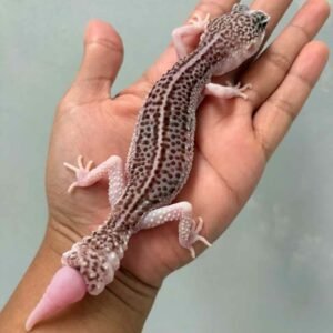 IMG_9453 pied ph tremper leopard gecko betina