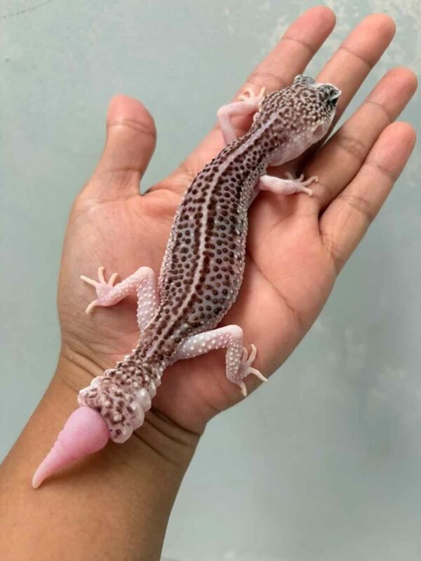 IMG_9453 pied ph tremper leopard gecko betina