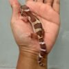 black night mack snow raptor betina