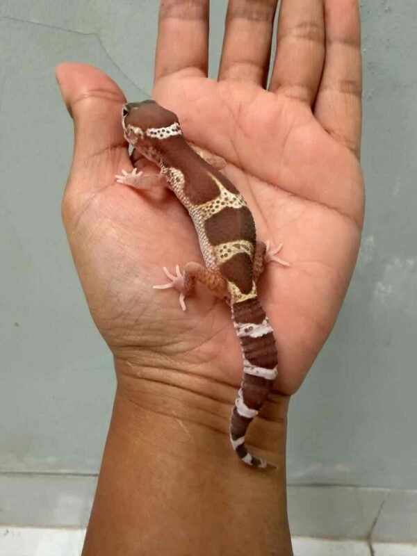 black night mack snow raptor betina
