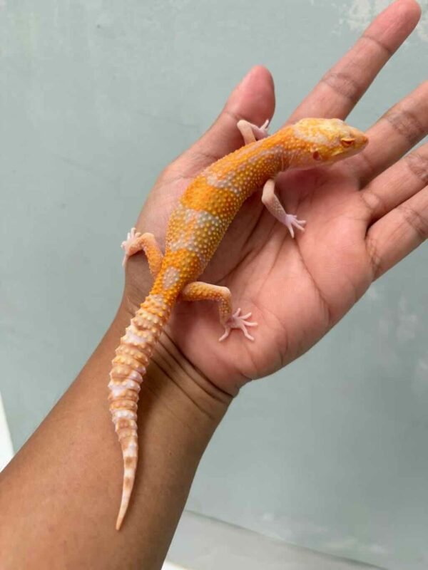radar lavender leopard gecko
