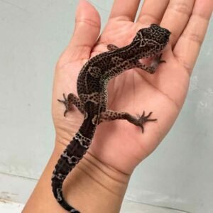 IMG_9468 gecko black night het tremper betina murah