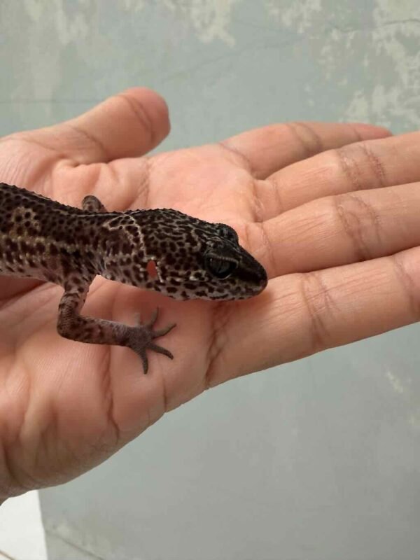 IMG_9469 Black Night het Tremper - Betina - B261370 - MINUS