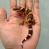 gecko tangerine chocolate baby jantan