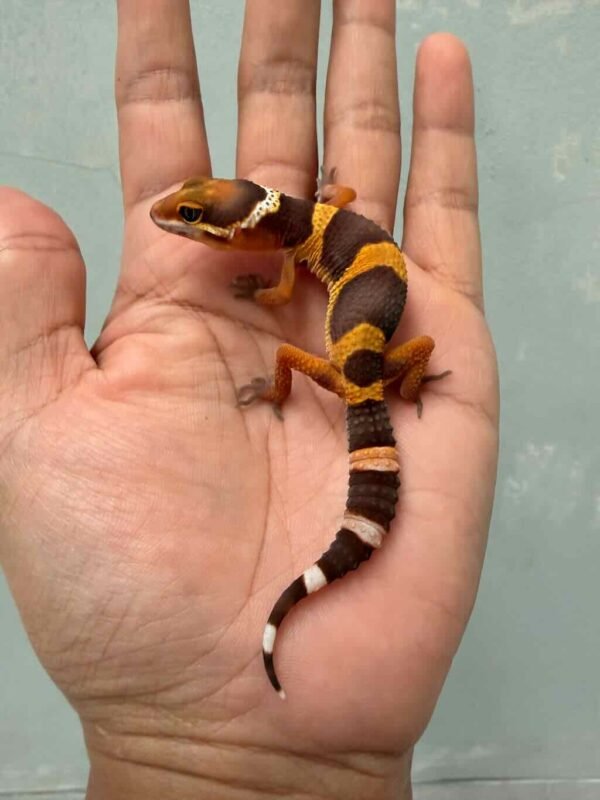gecko tangerine chocolate baby jantan