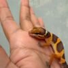 Tangerine Chocolate - Jantan - R260327 - NICE COLOR
