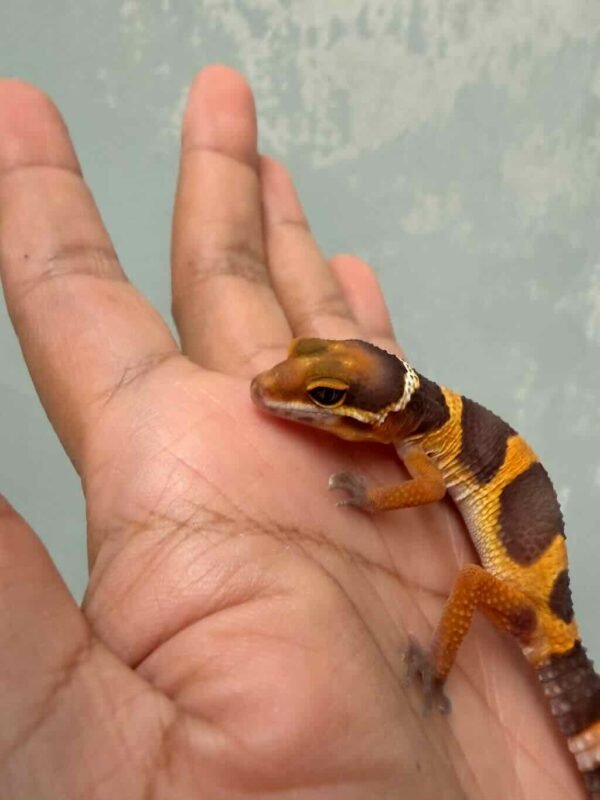 Tangerine Chocolate - Jantan - R260327 - NICE COLOR