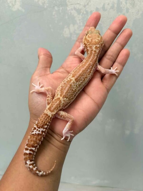 gecko black night mack snow raptor betina ovulasi siap kawin