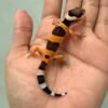 IMG_9484 fire emerine cross het tremper leopard gecko baby