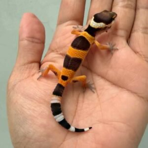 IMG_9484 fire emerine cross het tremper leopard gecko baby
