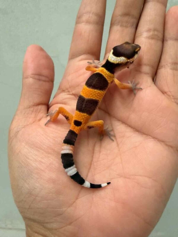 IMG_9484 fire emerine cross het tremper leopard gecko baby
