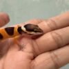 IMG_9485 Fire Emerine Cross het Tremper - incub Jantan - R260900 - NEW PROJECT
