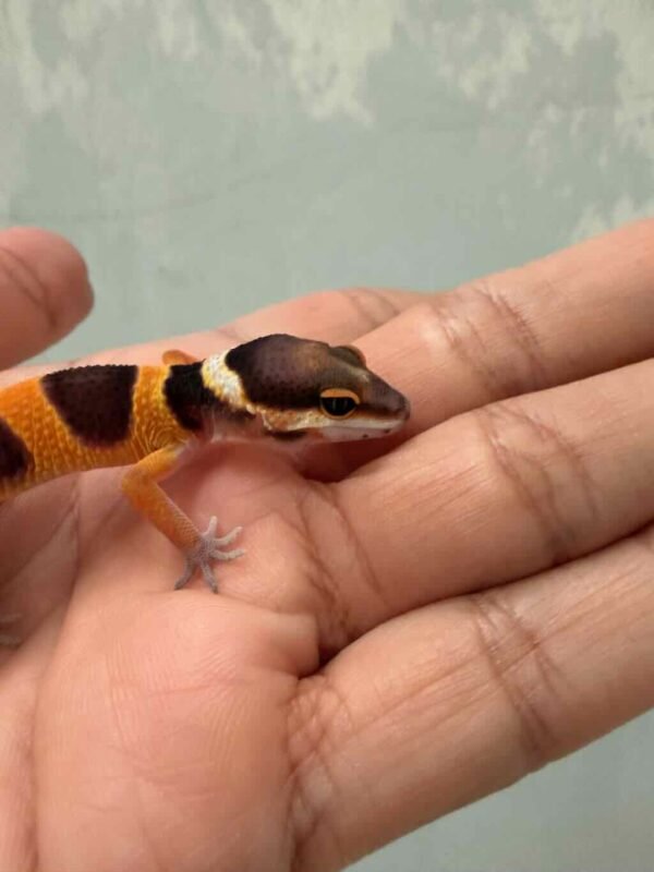 IMG_9485 Fire Emerine Cross het Tremper - incub Jantan - R260900 - NEW PROJECT