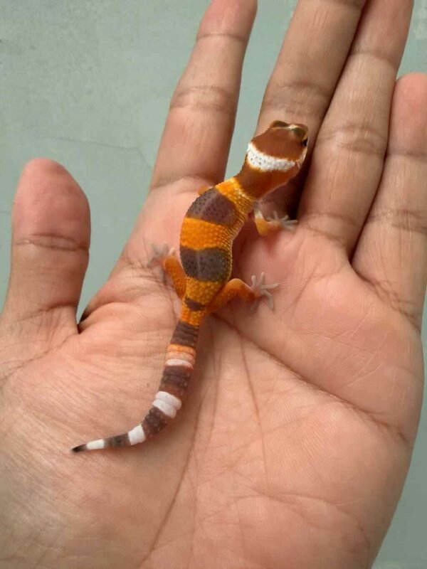 IMG_9487 gecko shtctb poss giant baby