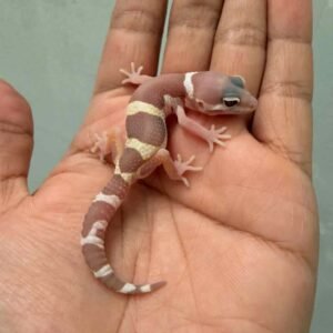 IMG_9493 snow chocolate gecko jantan baby