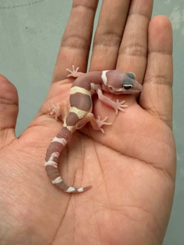 IMG_9493 snow chocolate gecko jantan baby