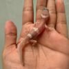 IMG_9502 gecko snow chocolate het raptor baby
