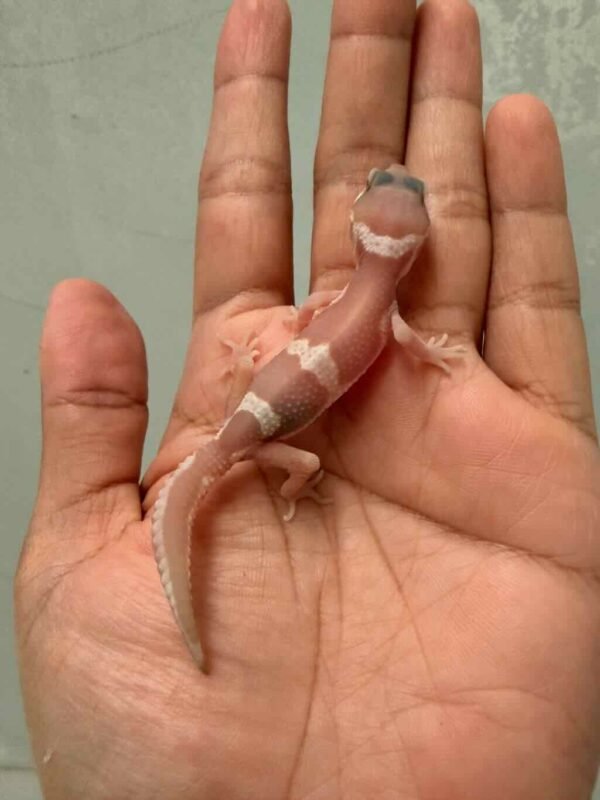 IMG_9502 gecko snow chocolate het raptor baby