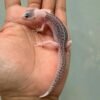 IMG_9509 gecko pied het raptor incub jantan baby