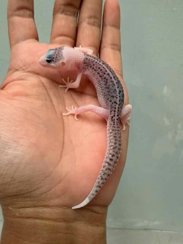 IMG_9509 gecko pied het raptor incub jantan baby