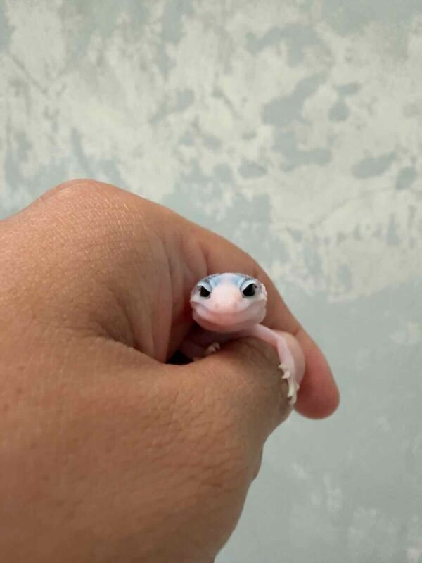 IMG_9510 Pied het RAPTOR - incub Jantan - R260678 - GECKO SENYUM
