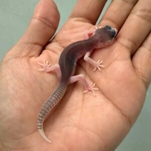 IMG_9518 gecko senyum pied het diablo blanco baby