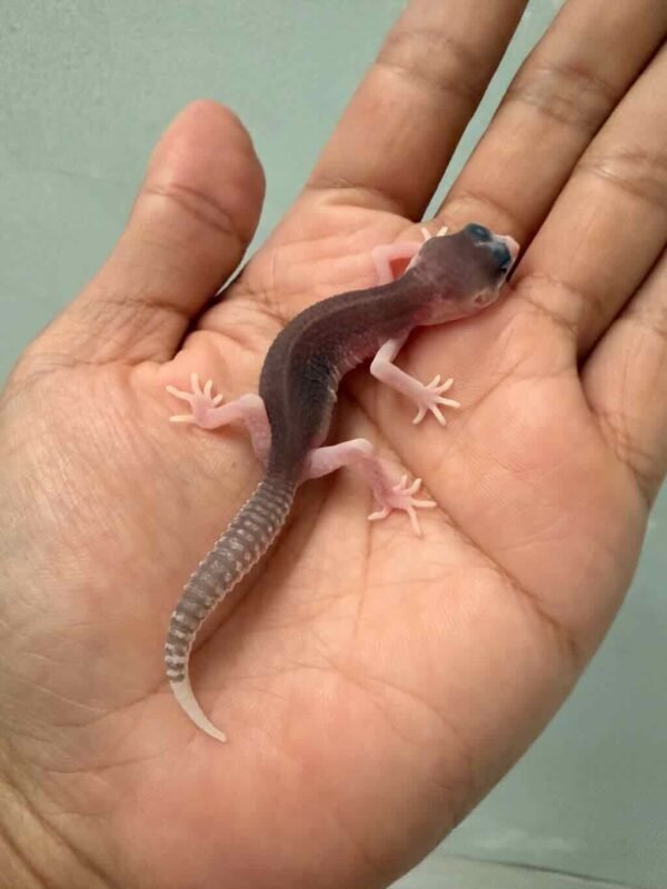 IMG_9518 gecko senyum pied het diablo blanco baby