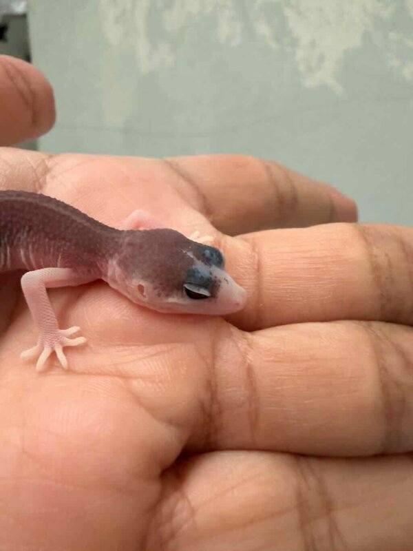 IMG_9519 Pied het Diablo Blanco - incub Betina - R260969 - GECKO SENYUM