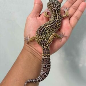 IMG_9590 mack snow black night gecko jantan jago kawin