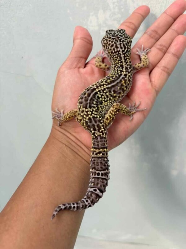 IMG_9590 mack snow black night gecko jantan jago kawin