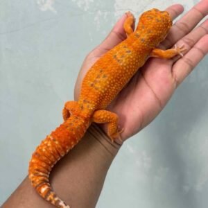 IMG_9597 leopard gecko fire tremper repjak line jantan