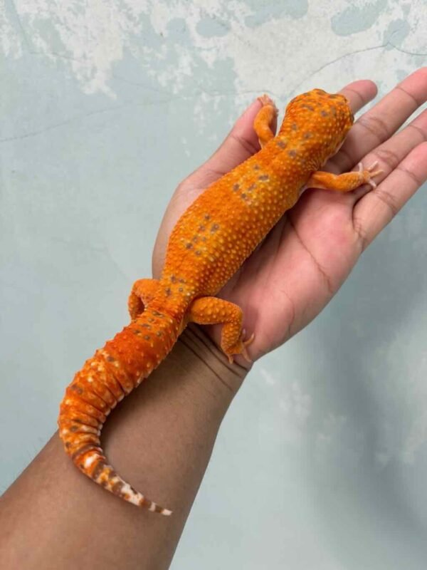 IMG_9597 leopard gecko fire tremper repjak line jantan