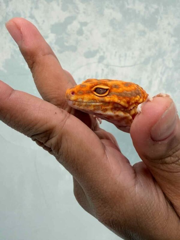 IMG_9599 Fire Tremper Repjak Line - Jantan - L038