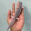 IMG_9602 jual gecko pied black night cross betina bahan panda