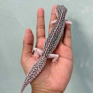 IMG_9602 jual gecko pied black night cross betina bahan panda