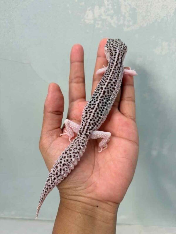 IMG_9602 jual gecko pied black night cross betina bahan panda