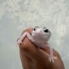 IMG_9603 jual gecko senyum pied