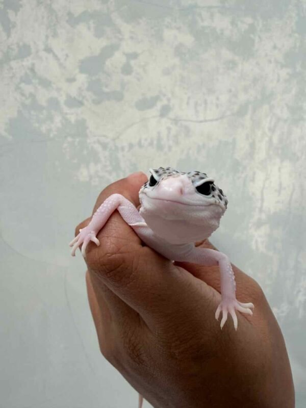 IMG_9603 jual gecko senyum pied