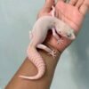 IMG_9606 gecko panda albino het diablo blanco betina super rare