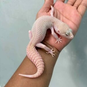 gecko panda albino het diablo blanco betina super rare