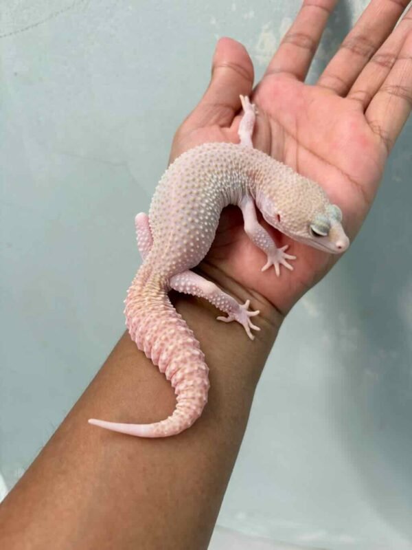 IMG_9606 gecko panda albino het diablo blanco betina super rare