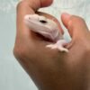 IMG_9607 Panda Albino het Diablo Blanco - Betina - B261294 - SUPER RARE