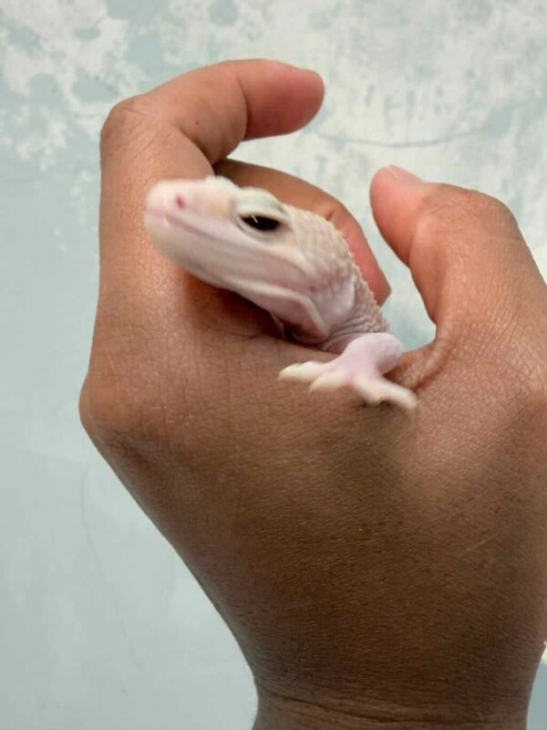 IMG_9607 Panda Albino het Diablo Blanco - Betina - B261294 - SUPER RARE